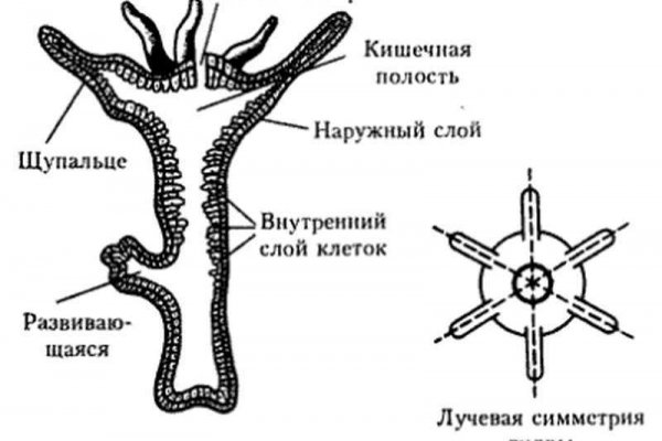 Bs gl ссылка blacksprut