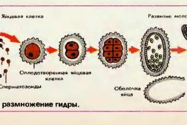 Блэк спрут онион